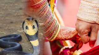 ज्वाइँलाई दाइजोको रुपमा २१  वटा  विषालु सर्प