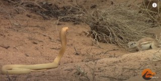 सर्पबाट आफ्नो सन्तानलाई बचाउन लोखर्केको संघर्ष (भिडियो)
