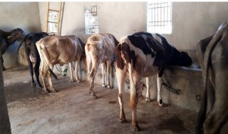गाईको बाच्छीले  नब्याइकन नै चार दिनदेखि दूध दिन थाल्यो
