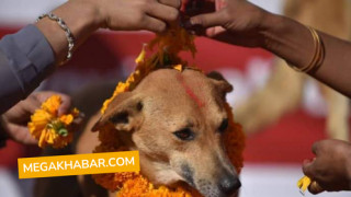 कुकुर तिहारः सहरमा रहर, गाउँमा गोठालाका भर