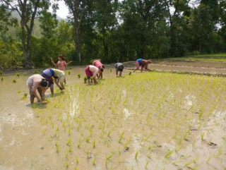 धान दिवसका दिन रोपाइँमा व्यस्त किसान (तस्बिरहरू)