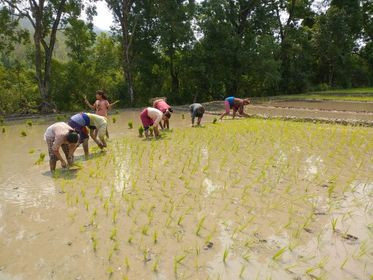 धान दिवसका दिन रोपाइँमा व्यस्त किसान (तस्बिरहरू)
